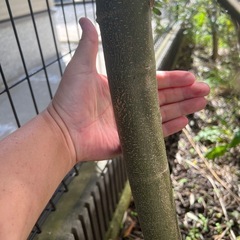 オリーブの木約3メートル、直植え、抜根+現地引き取りできる方限定の画像