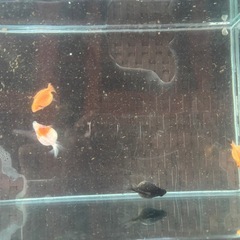お話し中⭐︎ピンポンパール🐟1センチ〜2センチの画像