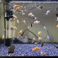 金魚を差し上げます。の画像