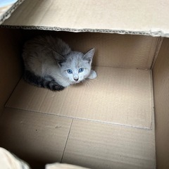 この子を大事に育ててくれる里親探してます。