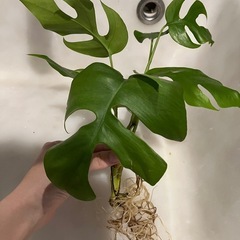 ヒメモンステラ　発根済みの画像