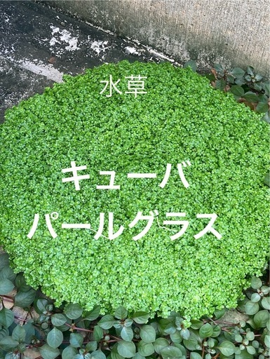 キューバパールグラス