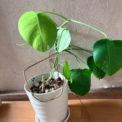 モンステラ斑入り　鉢ごとの画像