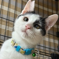 可愛い甘えた牛柄3兄弟