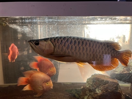 熱帯魚、大型魚、パロット.タイガーオスカー.エンドリ、他