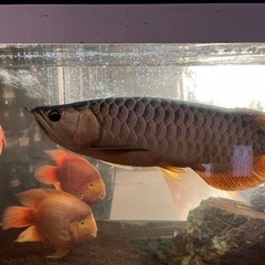 熱帯魚、大型魚、パロット.タイガーオスカー.エンドリ、他の画像