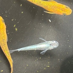メダカ8匹の画像