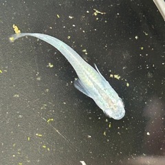 メダカ8匹の画像