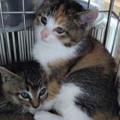 函館市 ネコ 生後3ヶ月 オス２匹 メス１匹