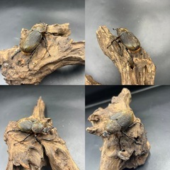 【ホワイトアイ ペア】DHヘラクレス♂124mm ♀63mm  ※送料事前連絡にて変更可 ※直接受け渡しに変更可の画像