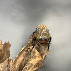 【ホワイトアイ ペア】DHヘラクレス♂124mm ♀63mm  ※送料事前連絡にて変更可 ※直接受け渡しに変更可の画像