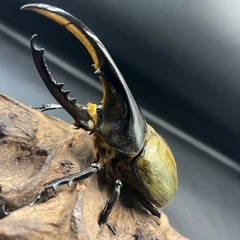 【ホワイトアイ ペア】DHヘラクレス♂124mm ♀63mm  ※送料事前連絡にて変更可 ※直接受け渡しに変更可の画像