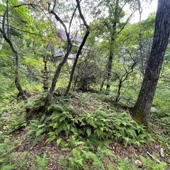 木欲しい方の画像