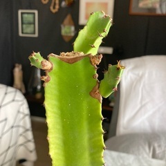 サボテンの画像