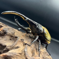 【ホワイトアイ ペア】DHヘラクレス♂134mm ♀65mm ※送料事前連絡にて変更可 ※直接受け渡しに変更可の画像