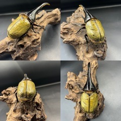 【ホワイトアイ ペア】DHヘラクレス♂134mm ♀65mm ※送料事前連絡にて変更可 ※直接受け渡しに変更可の画像
