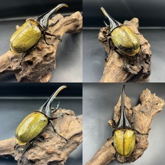 【ホワイトアイ ペア】DHヘラクレス ♂144mm♀65.5mm / ※送料事前連絡にて変更可 ※直接受け渡しに変更可の画像