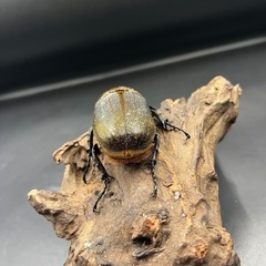 【ホワイトアイ ペア】DHヘラクレス ♂144mm♀65.5mm / ※送料事前連絡にて変更可 ※直接受け渡しに変更可の画像