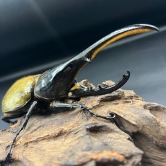 【ホワイトアイ ペア】DHヘラクレス ♂144mm♀65.5mm / ※送料事前連絡にて変更可 ※直接受け渡しに変更可の画像