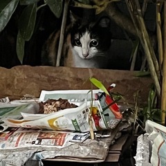 珍しく顔がハチワレで、身体がミケ猫です！