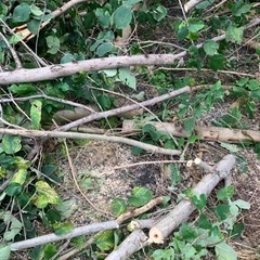 非対面　切り立ての生木　薪などにどうぞの画像