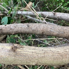 非対面　切り立ての生木　薪などにどうぞの画像