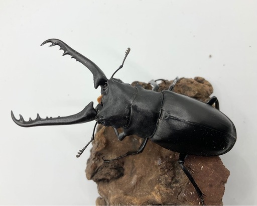 だ*き様 5周年　ハードコーティング　ギラファノコギリクワガタ だ*き様 5周年 ハードコーティング ギラファノコギリクワガタ 5