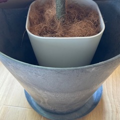 返信不可　受取者決定しました！　ウンベラータ　フェイクグリーン　観葉植物の画像