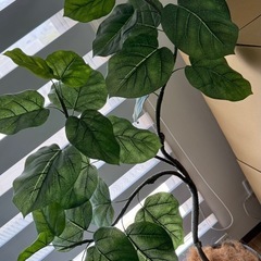 返信不可　受取者決定しました！　ウンベラータ　フェイクグリーン　観葉植物の画像
