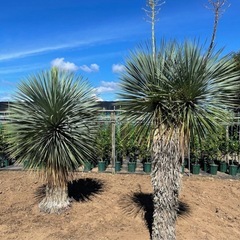 残り5株になりましたユッカロストラータ種から育ててますの画像