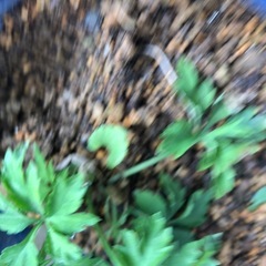 平塚白鶴菫　ヒラツカスミレ　白鶴の画像