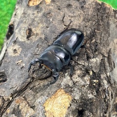 ヤクシャオオクワガタ（ツノボソオオクワガタ）即ブリトリオの画像