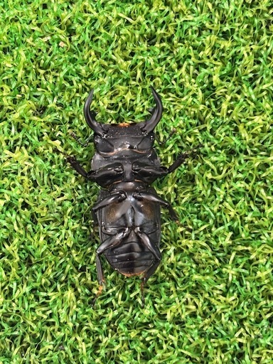 ヤクシャオオクワガタ（ツノボソオオクワガタ）即ブリトリオ