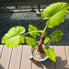 ⭐️大きなクワズイモ⭐️の画像
