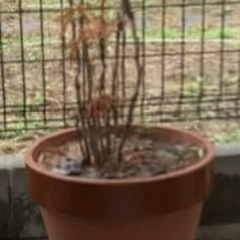 植木鉢　土の画像