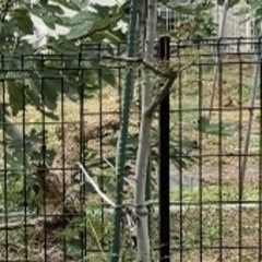 植木鉢　土の画像
