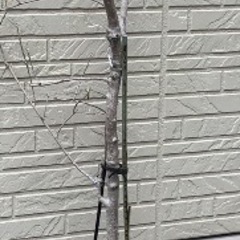 植木鉢　土の画像