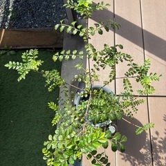 【
価格改正】シマトネリコ❸ の画像