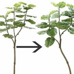 返信不可　受取者決定しました！　ウンベラータ　フェイクグリーン　観葉植物の画像