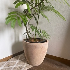 エバーフレッシュ　
植物の画像