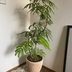 エバーフレッシュ　
植物の画像