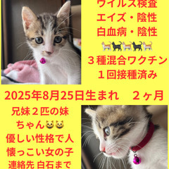 譲渡会参加　シロキジ