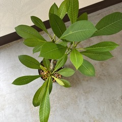 プルメリアの画像