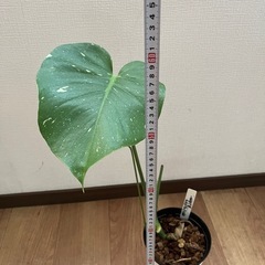 斑入りモンステラの苗　1000円の画像