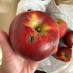 りんご8個の画像