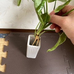 シンゴニウムの画像