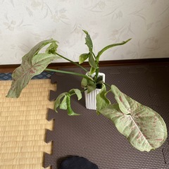 シンゴニウムの画像