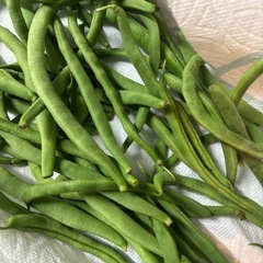 野菜　いんげん　インゲン　100g位