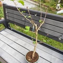 ムクゲ の画像