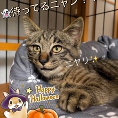 🎃ハロウィン子猫祭り‼️２日間連続開催‼️第１回👻１０月１８日(...